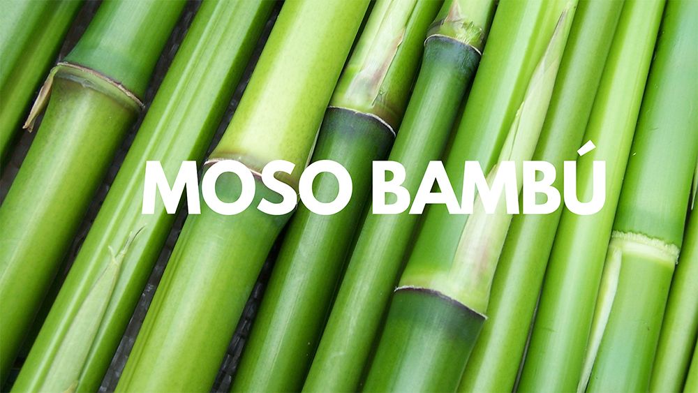 Proveedor parquet Moso bambu